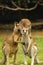 Kangaroo Love