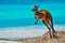 Kangaroo at Lucky Bay