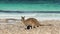 Kangaroo at lucky bay beach in Cape Le Grand National Park