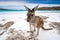 Kangaroo at Lucky Bay in the Cape Le Grand National