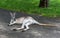 Kangaroo lying down.  Chilling Kangaroo. Queensland. Australia