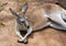 Kangaroo lying down.  Chilling Kangaroo. Queensland. Australia