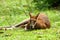 Kangaroo Lying Down on The Grass