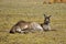 Kangaroo lying down and watching