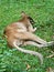 Kangaroo lying on grass