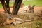 Kangaroo lying on the meadow in the zoo