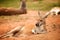 Kangaroo lying on the meadow in the zoo