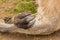 Kangaroo Macropus tasmaniensis forearms and claws