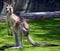 The kangaroo is a marsupial