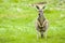 Kangaroo in a meadow