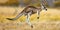Kangaroo mid-leap, its muscular legs and focused gaze caught in a close-up , concept of Animal Movement