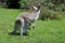 Kangaroo mother