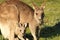 Kangaroo mother and Cub