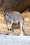 Kangaroo Mother & Joey, Adelaide, Australia.