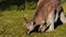 kangaroo mother with a joey eat grass together