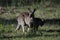 Kangaroo mother and Joey grazing in the Australian outback