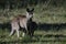 Kangaroo mother and Joey grazing in a field