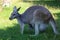 Kangaroo mother in profile