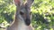 Kangaroo Moving His Ears