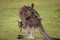 Kangaroo Mum with a Baby Joey in the Pouch