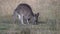 kangaroo mum, with joey in her pouch, graze at kosciuszko