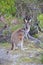 Kangaroo in Native Bushland