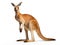 The kangaroo is native to Australia. Types of animals have marsupials in females for reproduction. Generative AI