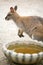 Kangaroo next to bowl of water