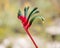 Kangaroo Paw Anigozanthos manglesii, Western Australia