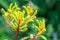 Kangaroo paw is the common name for a number of species, in two genera of the family Haemodoraceae, that are endemic to the south