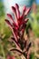 Kangaroo paw flower