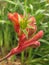 Kangaroo paw flower