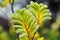 Kangaroo Paws in Flower Dome