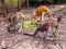 Kangaroo in Perth zoo