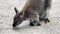 Kangaroo picks up food from the ground. Close-up