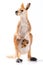 Kangaroo Plastic Figurine on White Background