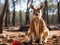 Kangaroo playing basketball with mini hoop