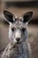 Kangaroo Portrait