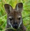 Kangaroo portrait, Australian animals