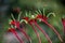 Kangaroo Pow flower West Australia