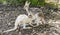 Kangaroo puppy drinks milk with its snout stuck in its mother`s pouch, Western Australia