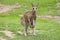 Kangaroo Ready to Hop
