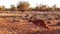 Kangaroo in red desert landscape