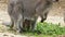 Kangaroo, Red-Necked Wallaby with breeding.