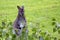 Kangaroo red-necked wallaby in the wild