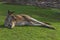 Kangaroo relaxing