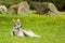 Kangaroo Relaxing on Grass