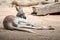 Kangaroo relaxing on ground in the sun