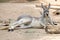 Kangaroo relaxing on ground in the sun