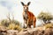 Kangaroo on the rock in Namibia, Africa. Digital painting. AI generated Generative AI